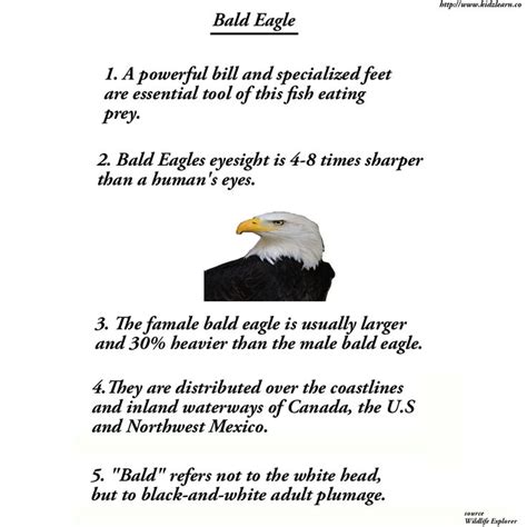 Eagle Facts | Eagle facts, Educational apps, Eagle