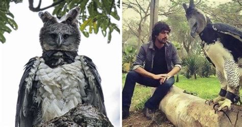 This Harpy Eagle Is So Big, It Looks Like A Human In A Costume | DeMilked