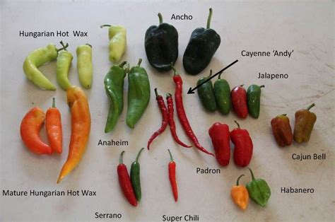 Identifying hot peppers | Stuffed peppers, Stuffed hot peppers, Hot pepper recipes