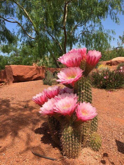 Argentine Giant in bloom at Red Hills Desert Garden here in St. George, Utah. : cactus | Desert ...