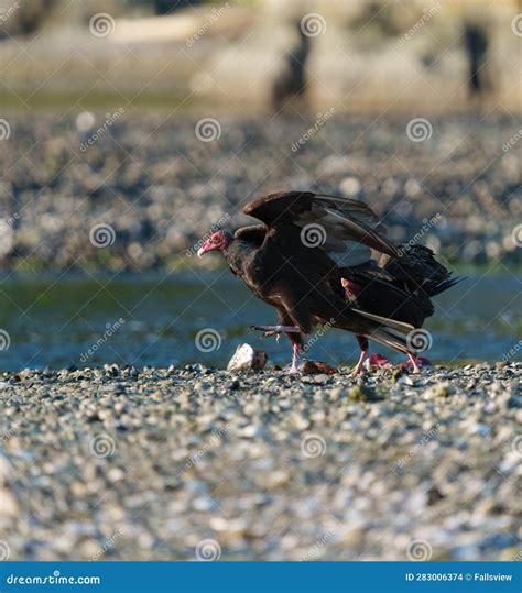 Turkey Vulture Feeding at Seaside Beach Stock Photo - Image of appears ...