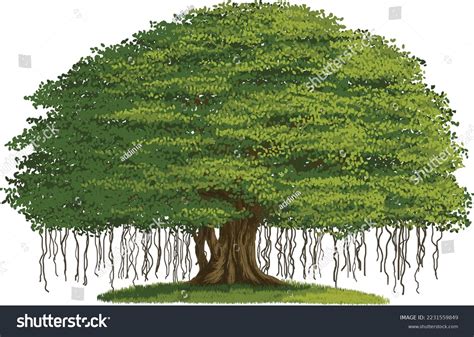 Banyan Tree Big Lush Vector Illustration Stock Vector (Royalty Free ...