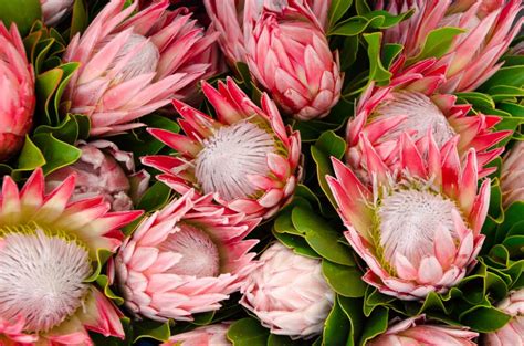 Protea Plant Care: How To Grow Protea Plants