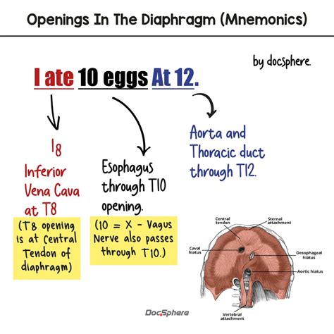 Diaphragmatic Openings & Structures Passing Through It - Mnemonics