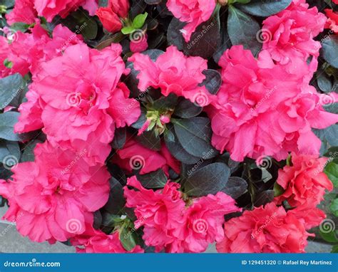 Azalea-INDOOR PLANT stock photo. Image of flowers, botany - 129451320