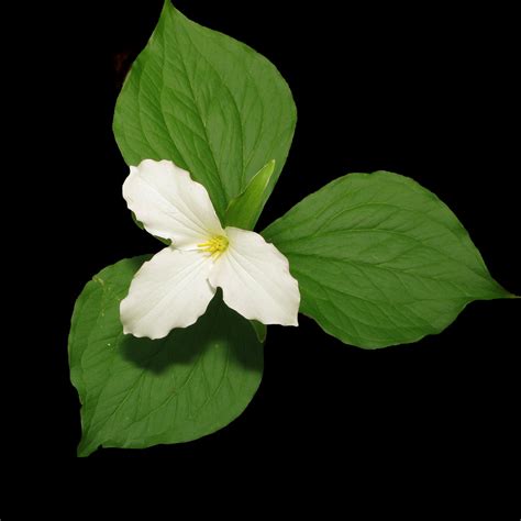 White Trillium (Trillium grandiflorum) | Sandra Richard | Flickr