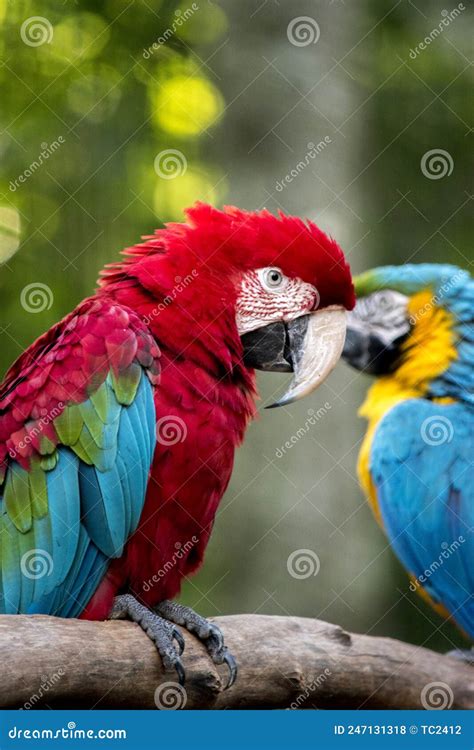 Portrait of a Scarlet Macaw. Endangered Birds Stock Photo - Image of ...