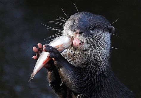 Otter Eating Fish – 1Funny.com