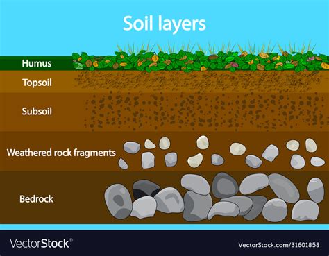 Soil layers diagram showing layers Royalty Free Vector Image