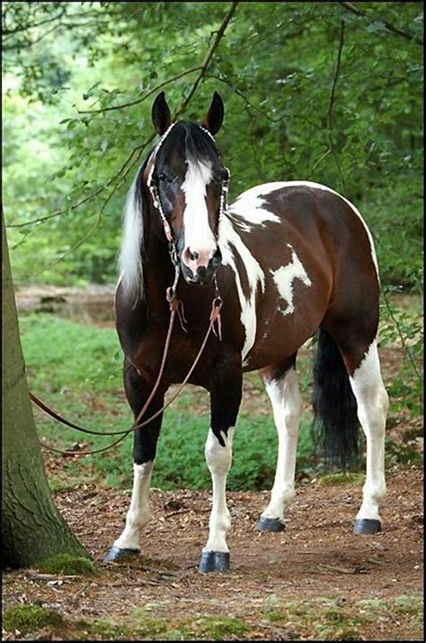 american paint horse - Google Search | Horses, American paint horse, Beautiful horses