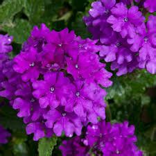 10″ Verbena