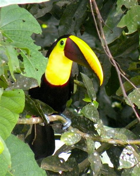 Beautiful Toucan | Toucans, Beautiful, Photography