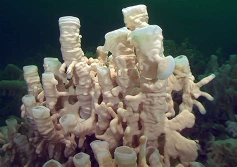 Rare glass sponge reefs on B.C. Coast to star in live streamed ...