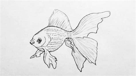 How to draw realistic fish for Beginners / FISH DRAWING FOR BEGINNERS - YouTube