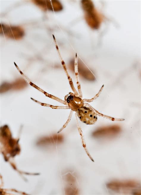 Brown Widow Spider | Center for Invasive Species Research