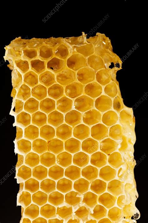 Honeycomb, close up - Stock Image - F013/3678 - Science Photo Library