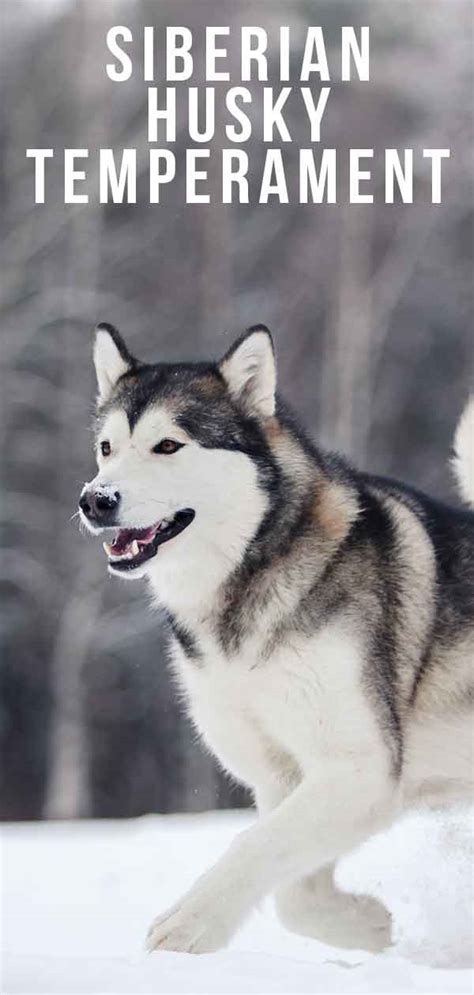 Siberian Husky Temperament – Is This Majestic Breed Right for You?