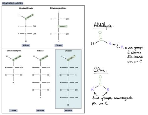 Formule Chimique Des Glucides