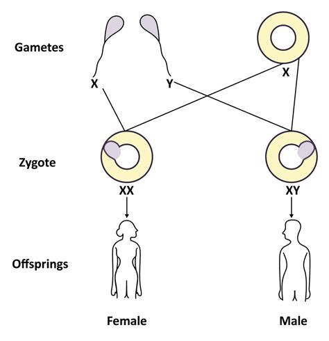 Heredity - Definition, Rules, Mendel's Experiments, Features, & Examples