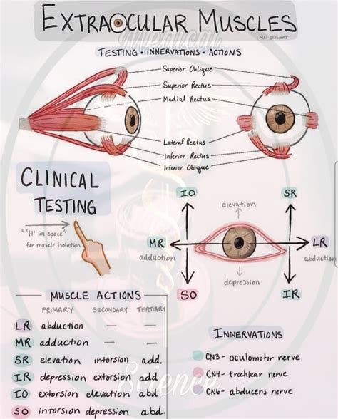 Extraocular Muscles Of Human Eye With Muscular Anatomy Outline Diagram | ubicaciondepersonas ...