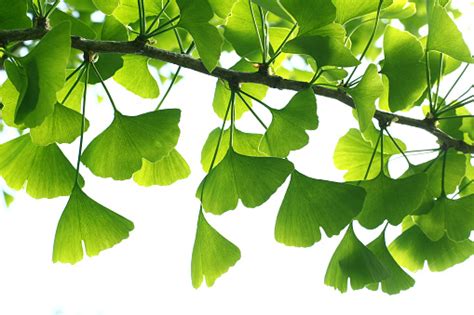 Ginkgo Biloba Daun Hijau Di Pohon Daun Pohon Ginkgo Biloba Di Langit Terang Foto Stok - Unduh ...