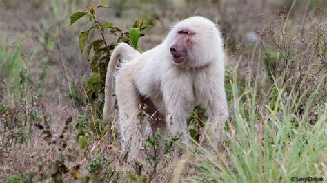 Rare White Baboon in Arusha National Park – Travel Fanatical