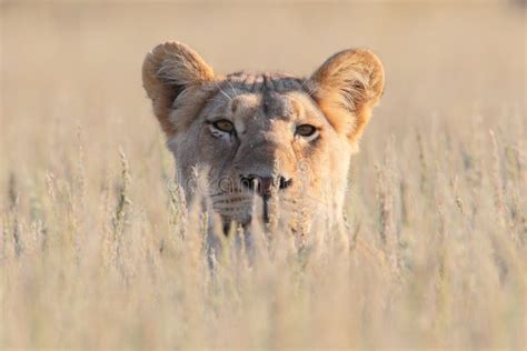 Lioness hunting stock photo. Image of africa, lioness - 19195468