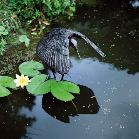 Umbrella Bird | The Life of Animals