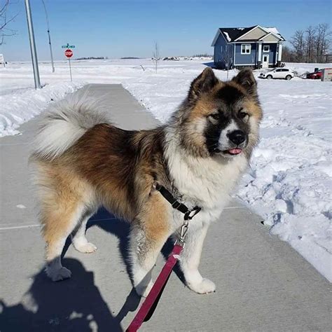 Akita Chow Mix aka Chakita: Full Guide to the Breed