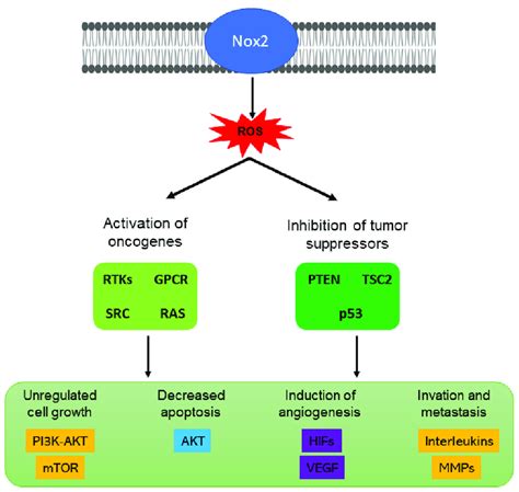 Signaling pathways possibly activated and inhibited by NOX2. Oncogene ...