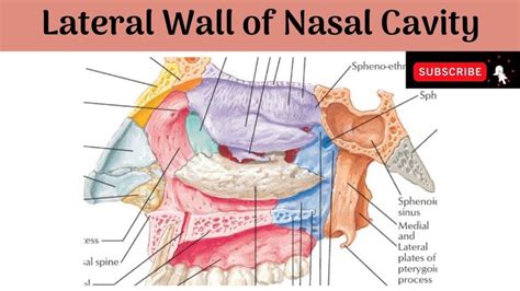 Lateral Wall of Nasal cavity | Formation | Conchae | Meatuses | Air sinu... | Nasal cavity ...