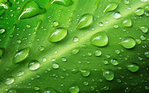 🔥 Download Green Nature Wallpaper Leaves Water Drops by @melanieking ...