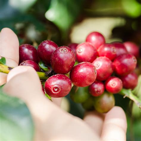 How Coffee Beans Grow Rural Mom