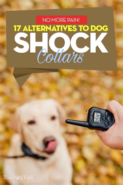 17 Alternatives to Shock Collars for Dogs Based on Science [Infographic]