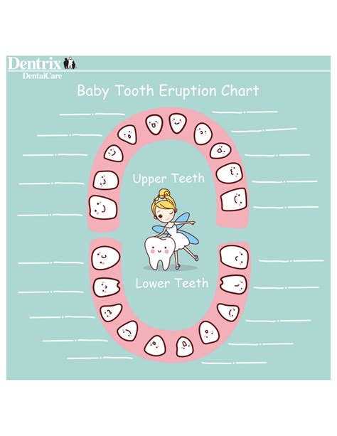 Baby Tooth Eruption Chart Download Printable PDF | Templateroller