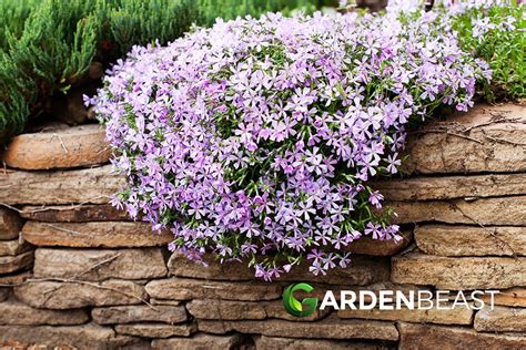 Creeping Phlox Guide: How to Grow & Care for "Phlox subulata"