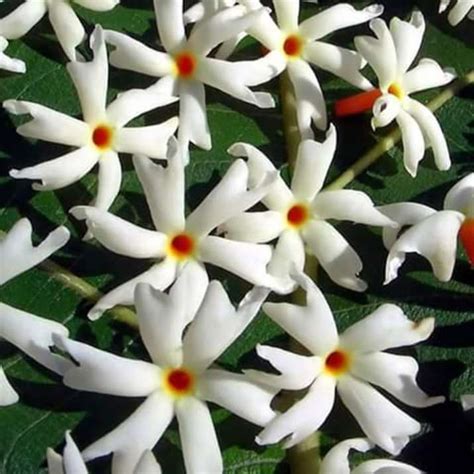 Coral Jasmine: Blooms of Elegance and Fragrance - Topperone