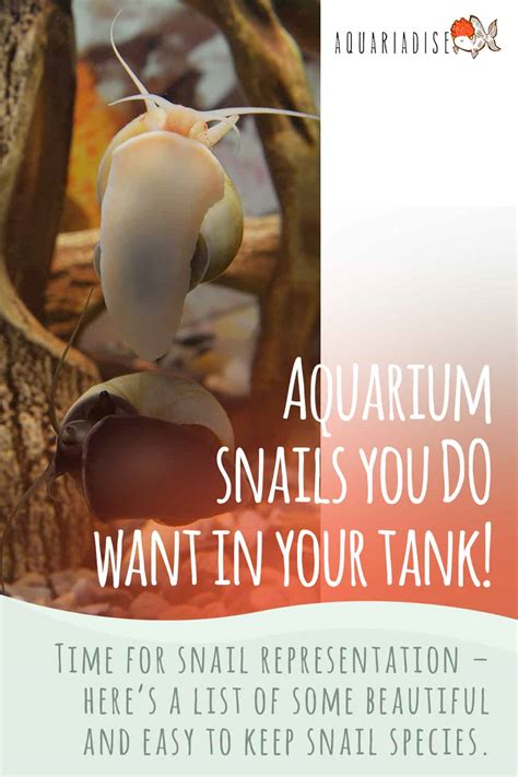 Aquarium Snails You Do Want In Your Tank! - Aquariadise