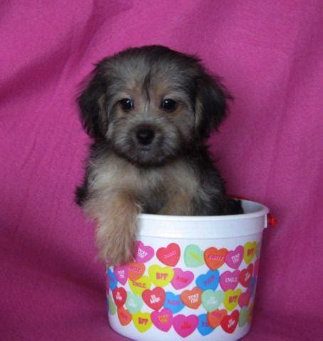 Cute & Fluffy Little Morkie-Poo Puppies! Morkie/Poodle for Sale in Richmond, Minnesota ...