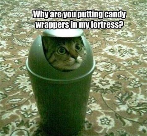 1 funny cats hiding - Dump A Day