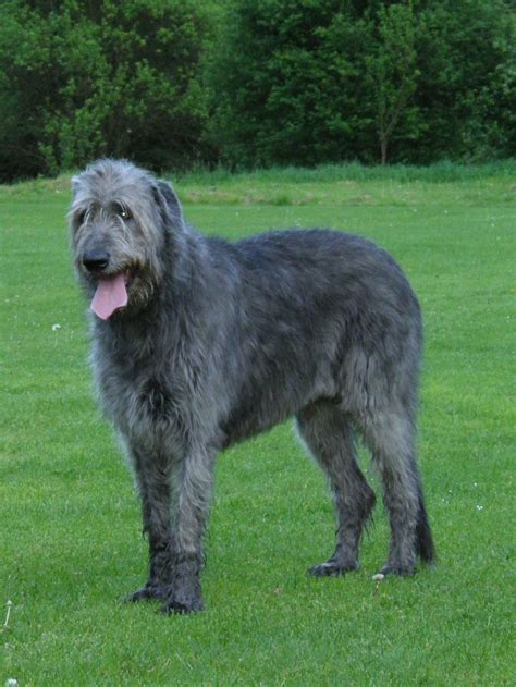 Irish Wolfhound - Wikipedia