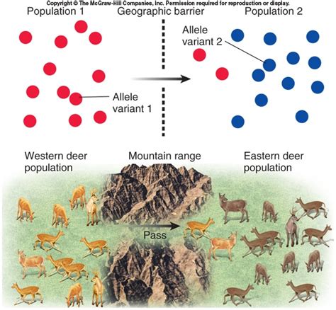 Migration: the movement of alleles between populations; means gene flow ...