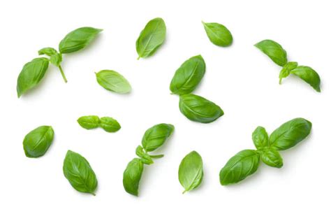 Basil Leaf Png