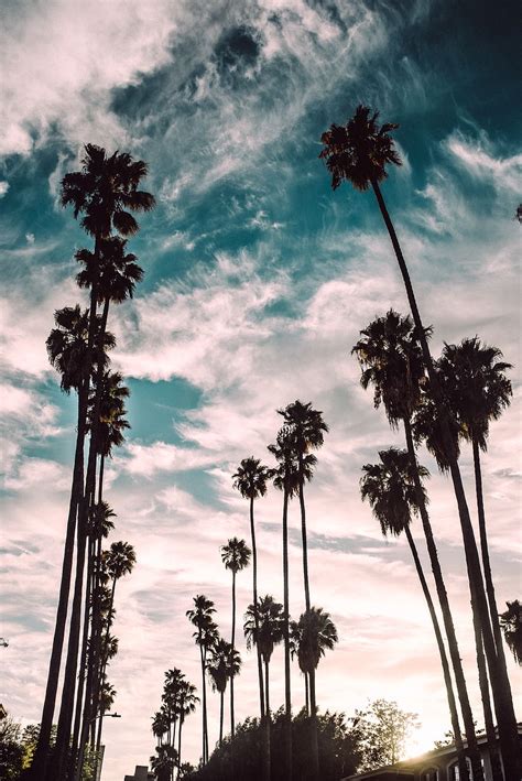 HD wallpaper: sunset, palm trees, CA, USA, San Diego, Mission Bay | Wallpaper Flare