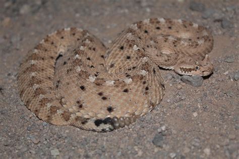 West Tucson - sidewinder rattlesnake : r/Tucson