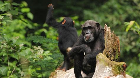 Chimpanzee Trekking in Kibale National Park | Primate Capital