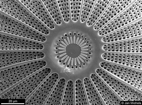 July 19 2018 at 12:20PM from geometrymatters | Microscopic photography, Diatom, Geometry in nature