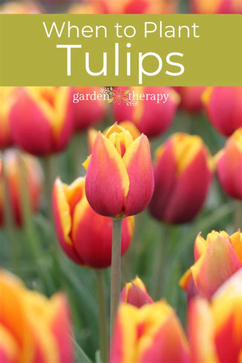 How to Plant Perennial Tulips for Spring Colour Year After Year ...