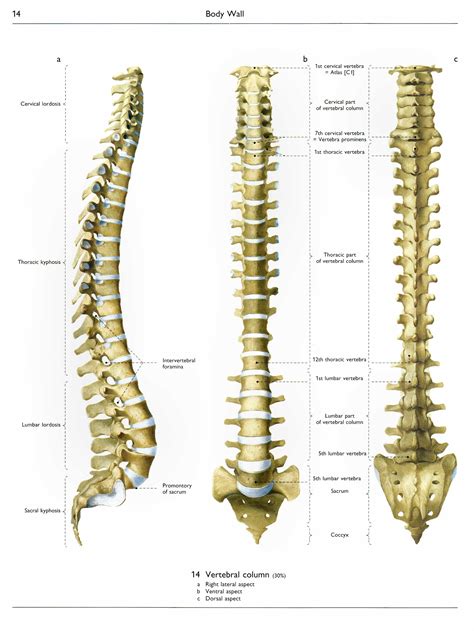 Позвоночник Человека Фото С Номерами – Telegraph