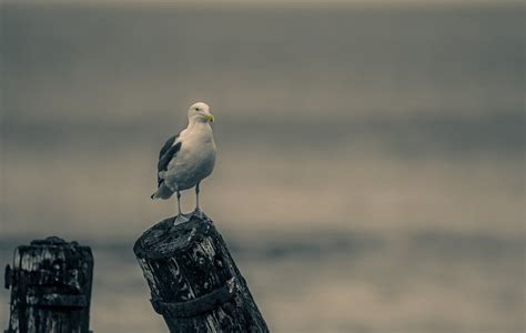 Close-Up Photography of Seagull · Free Stock Photo